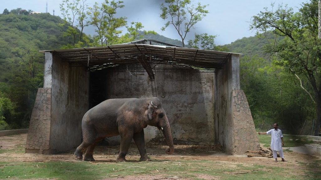 Kavaan, known as the world's loneliest elephant, is on his way to Cambodia after Cher campaign to free him