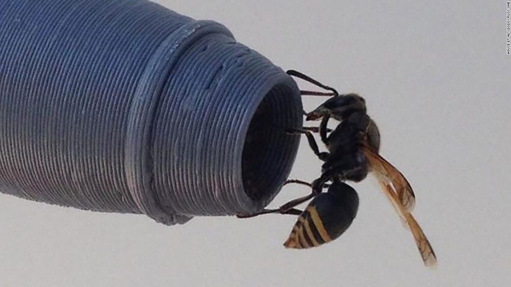 Now there's another problem for aviation: wasps