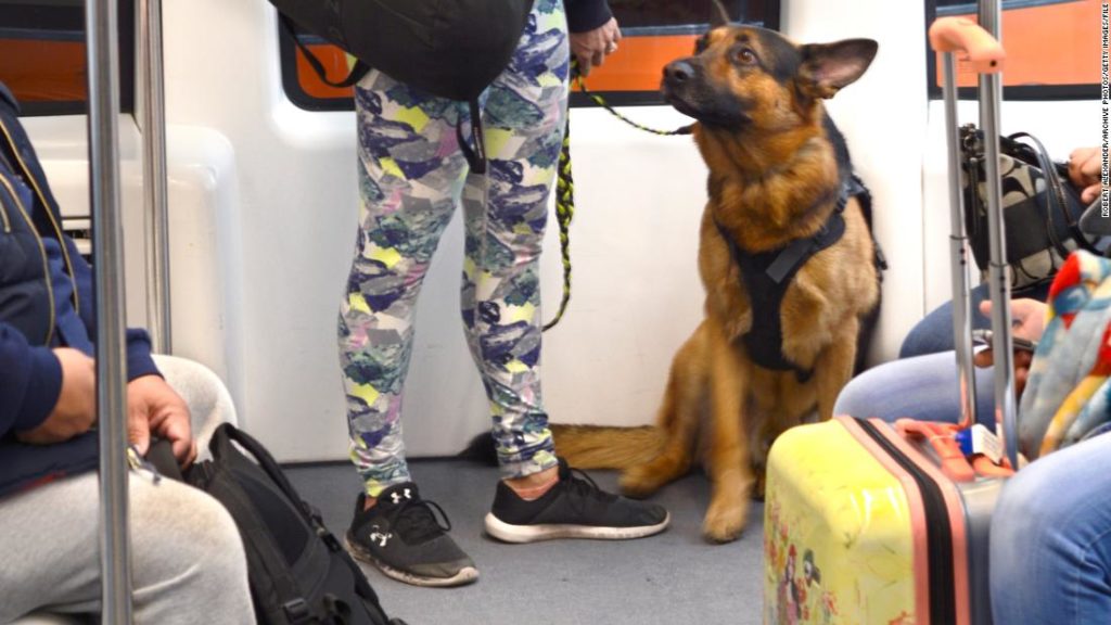 New rule cracks down on emotional support animals on planes