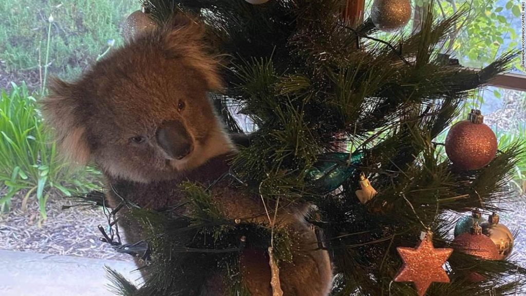 Koala found in Australian Christmas tree