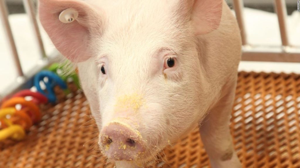 Genetically modified pig for allergy-free medical and food products approved by FDA