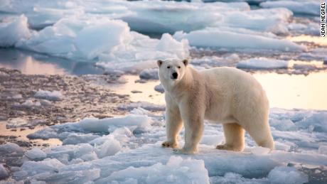 Emails from the edge: Svalbard&#39;s polar bears are sending messages to scientists