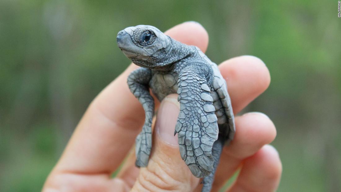 Fake turtle eggs used to track illegal wildlife trade