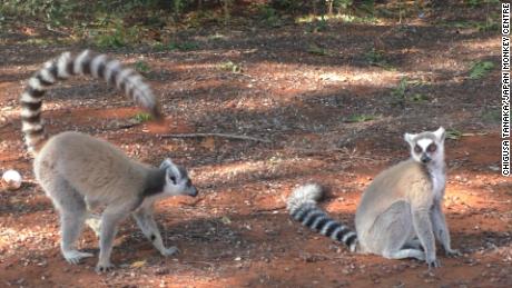 Male lemurs use &#39;stink flirting&#39; to attract mates, study says