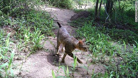 The mystery of Madagascar&#39;s forest cats
