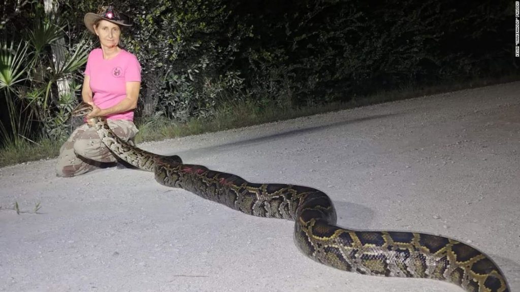 Pythons might become a new menu item in Florida if scientists can confirm they're safe to eat
