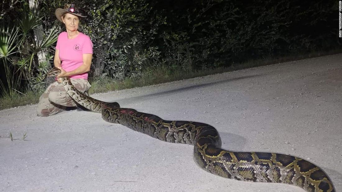 pythons-might-become-a-new-menu-item-in-florida-if-scientists-can