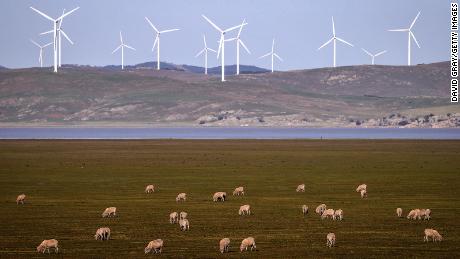 Sheep graze in front of wind turbines on Lake George on September 1, 2020, on the outskirts of Canberra, Australia.   