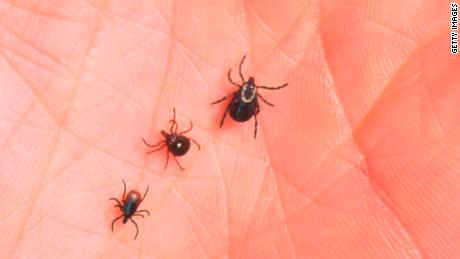 The lone star tick could soon be colonizing a backyard near you