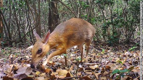 Tiny deer-like animal thought lost to science photographed for first time in 30 years