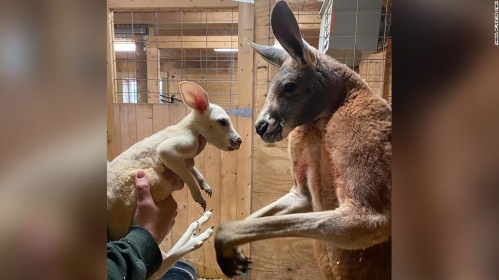 An extremely rare white kangaroo was born at a zoo in New York