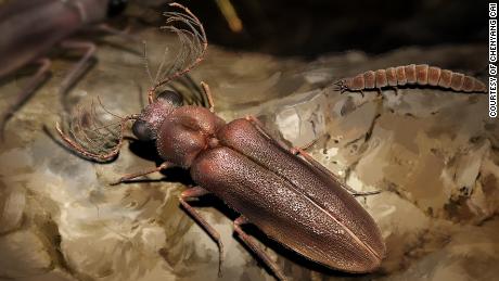 A 99-million-year-old beetle shines light on the evolution of glowing insects