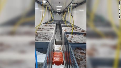 A DR Collin &amp; Sons shipment of seafood destined for France worth more than $200,000. The company has lost more than 90% of its revenue since post-Brexit trading arrangements came into effect.