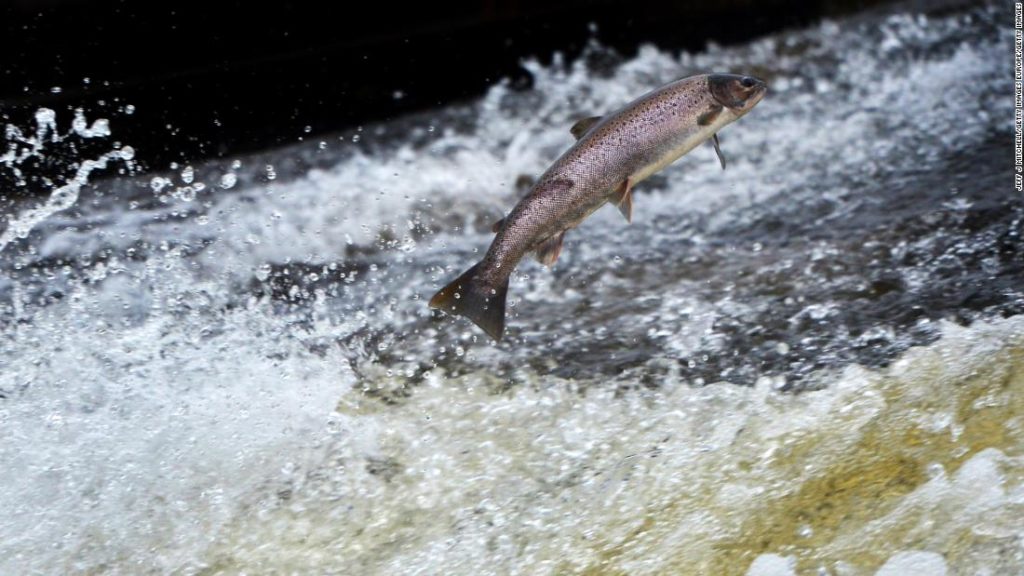 Here's how to help the Atlantic salmon avoid extinction