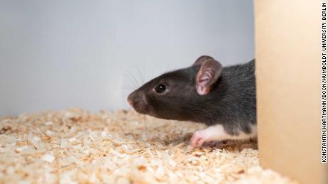 Fancy a game of hide and squeak? Rats love to play, scientists find