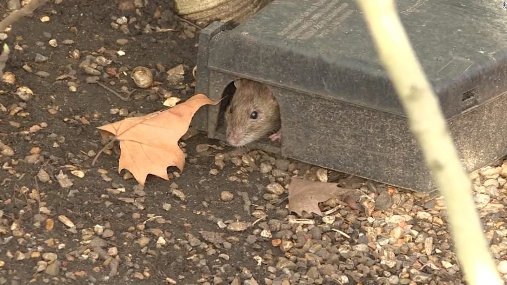 Lockdown has made London a boomtown for rats
