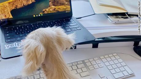 A Yelp employee&#39;s work-from-home setup, including their canine &quot;office mate.&quot;