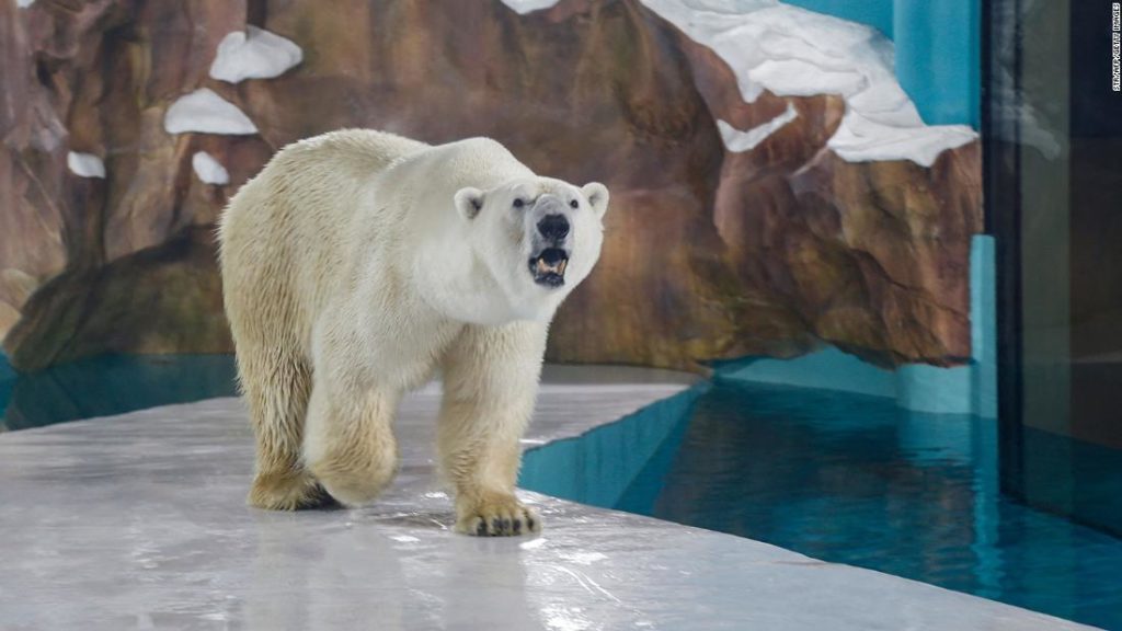 Chinese 'polar bear hotel' opens to full bookings, criticism