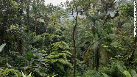 The Atlantic Forest is one of the most biodiverse places in the world, with more than 20,000 plant species.