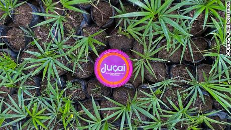 Juçaí uses the berry seeds from pulp production to plant new juçara seedlings.