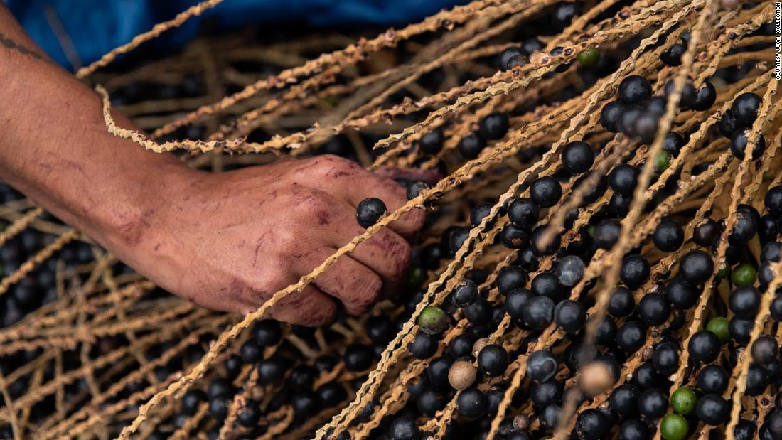 This palm tree nearly went extinct. Now its super-berries are helping to save it.