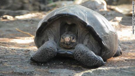&#39;Extinct&#39; Galapagos tortoise found after 100 years