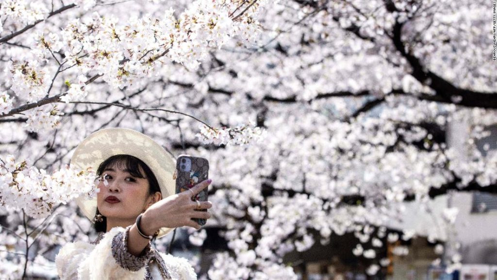 Japan just recorded its earliest cherry blossom bloom in 1,200 years. scientists warn it's a symptom of the larger climate crisis