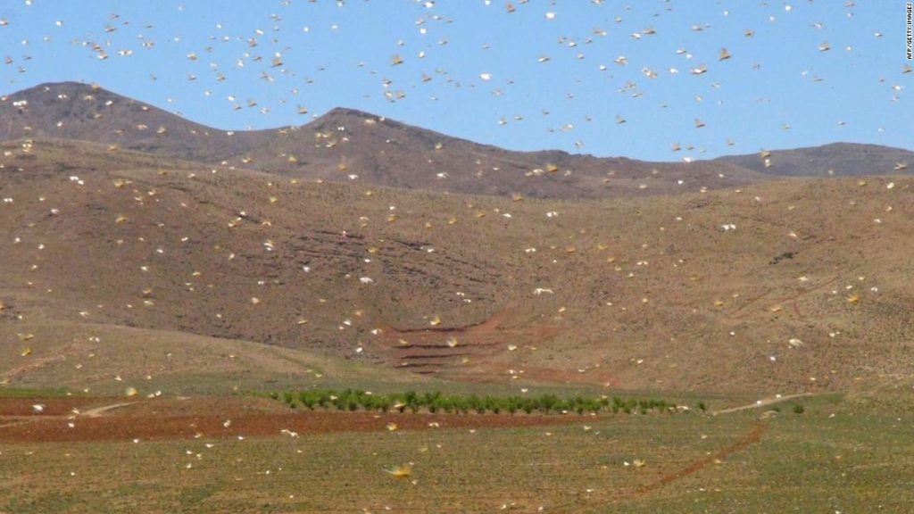 Lebanon battles swarms of locusts after wind changes direction