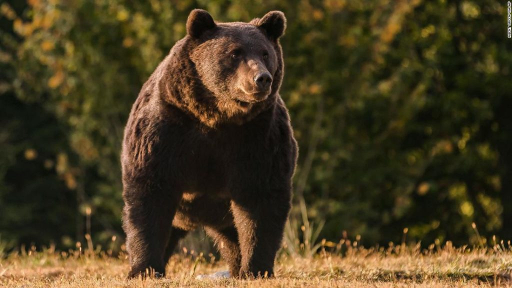 Liechtenstein prince accused of killing one of Europe's biggest bears
