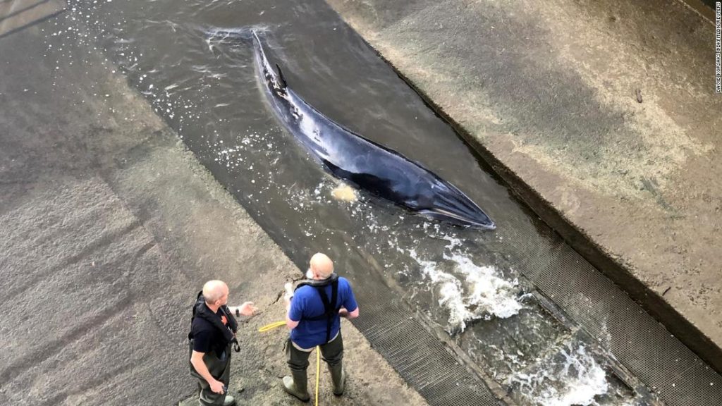 Young whale trapped in London's River Thames euthanized