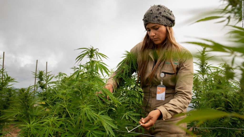 Cannabis company growing weed in Colombia goes public in US