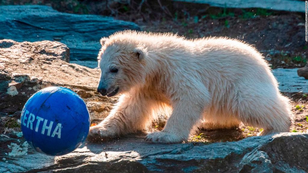 Berlin zoo says its polar bear cub's parents were brother and sister