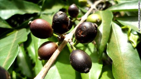 Forgotten for half a century, this rare bean could save Sierra Leone&#39;s coffee industry