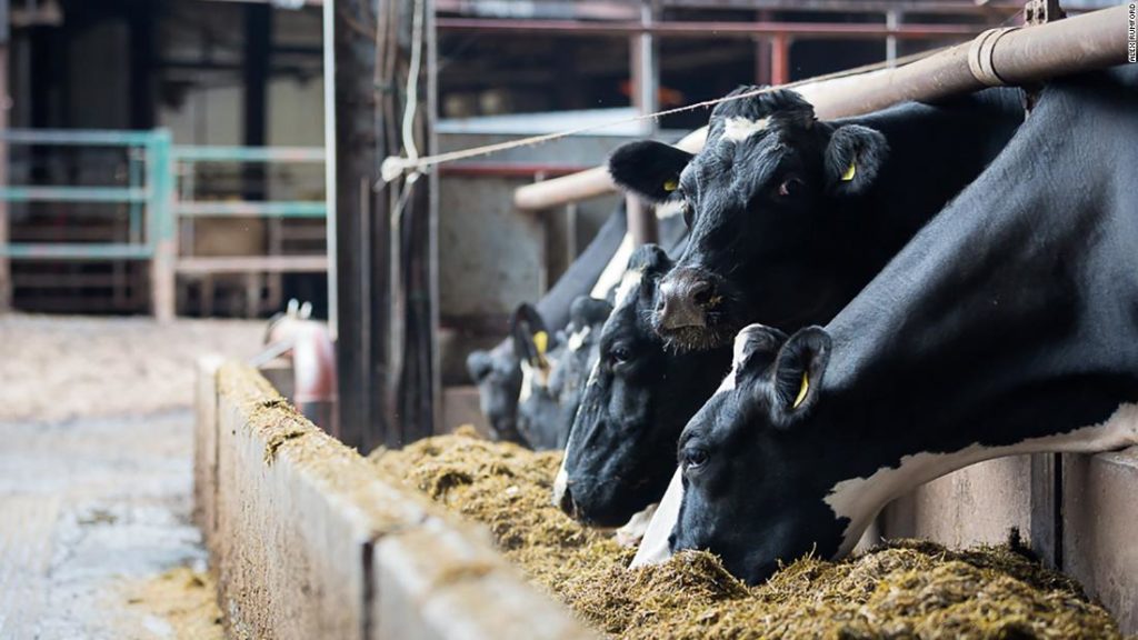 Cows burps are being used to offset carbon emissions
