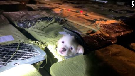 One of the puppies found by Love Home in their raid on a truck in Sichuan province on May 3. They believe it was destined for a &quot;pet mystery box.&quot;