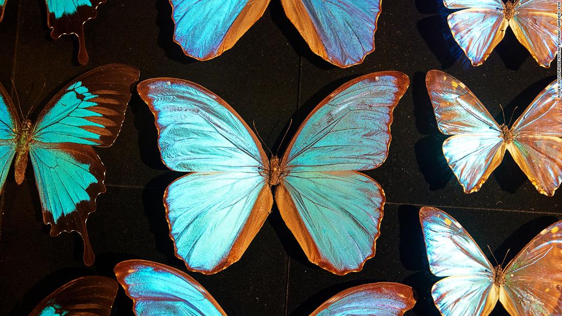 Pure Structural Colour Why the ‘brightest color on Earth’ may be the