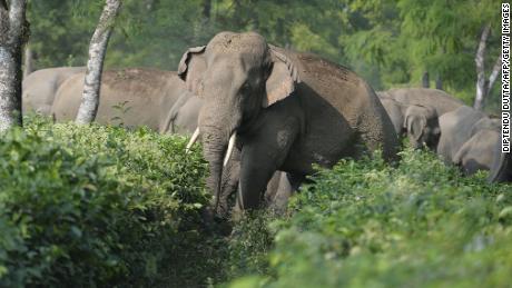 Solving India&#39;s deadly conflict between humans and elephants