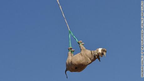 Why airlifting rhinos upside down is critical to conservation