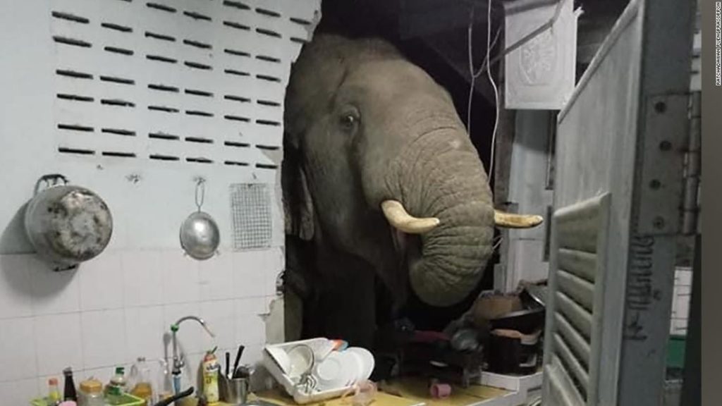 Elephant crashes into a woman's home in search for food, as natural habitats shrink
