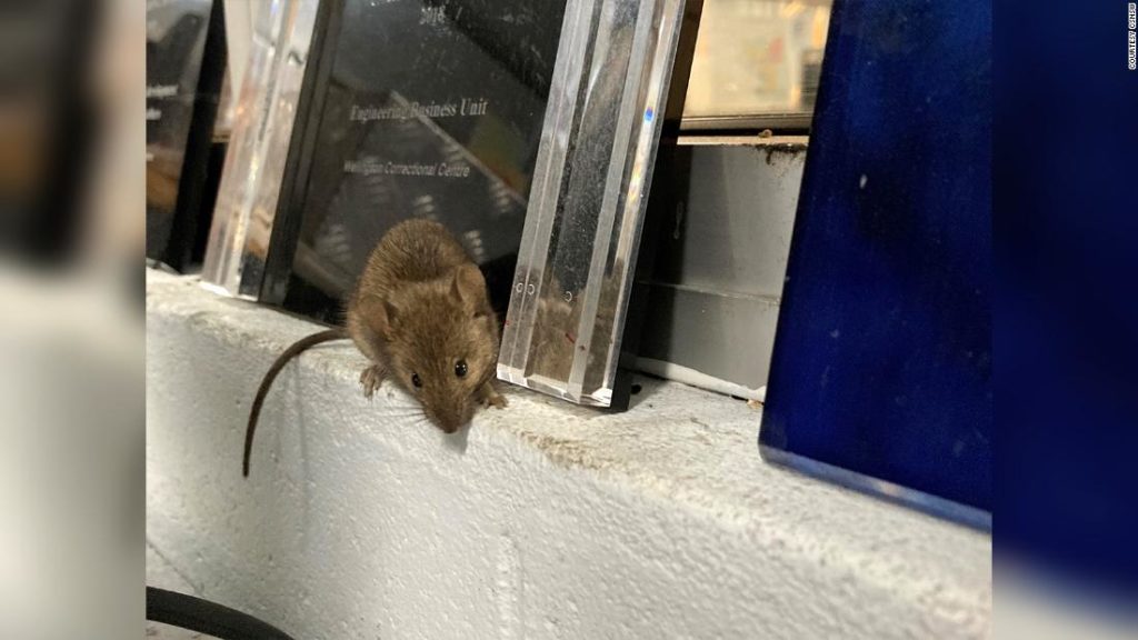 Mouse plague forces Australian prison to evacuate staff and inmates