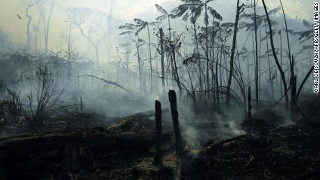 Aldi and other big grocers threaten to boycott Brazil over deforestation in the Amazon