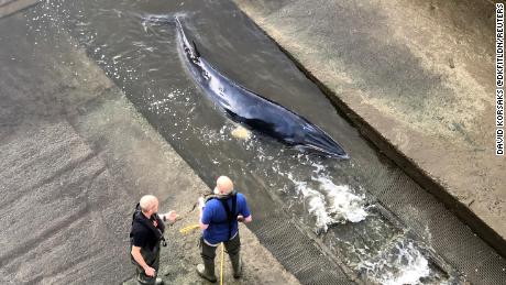 Young whale trapped in London&#39;s River Thames euthanized