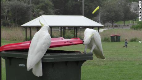 The study found that sulphur-crested cockatoos in Sydney learned from each other to lift rubbish bin lids for food.